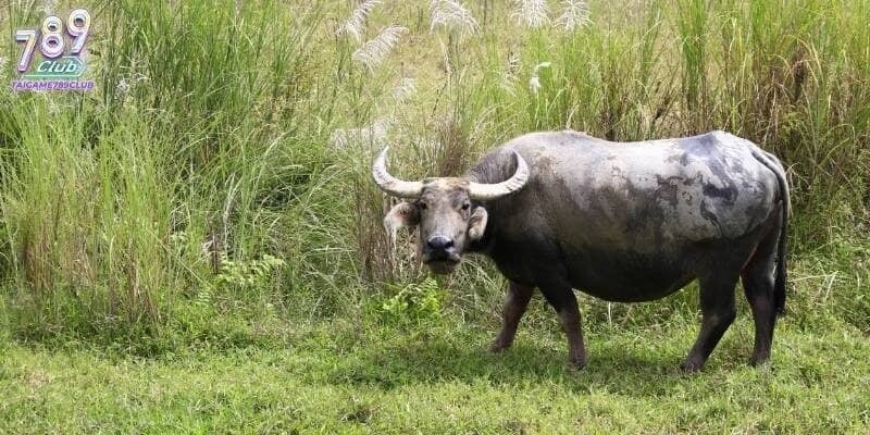 Cách chọn số dựa trên nằm mơ thấy trâu đánh con gì rất được quan tâm-min