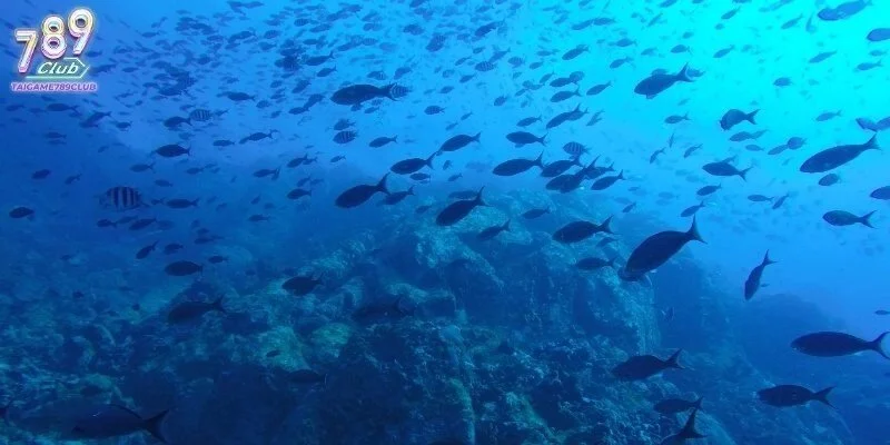 Nằm mơ thấy cá đánh con gì giúp bạn chọn số may mắn dễ dàng hơn