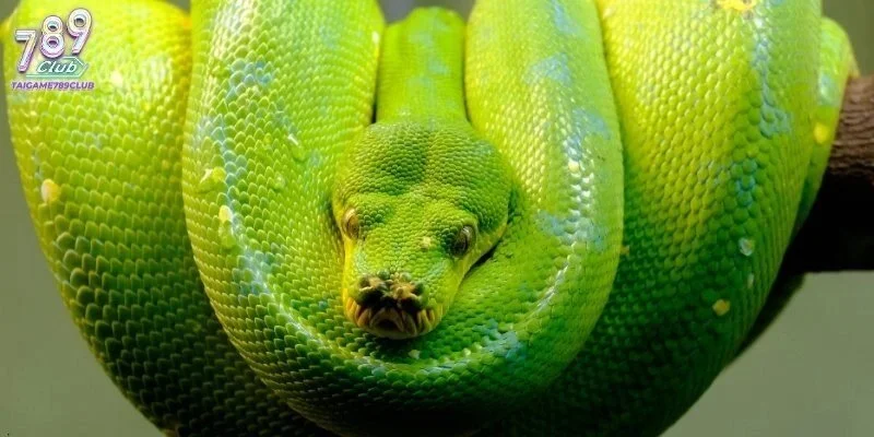 Nằm mơ thấy rắn đánh con gì là bí ẩn thu hút nhiều người chơi