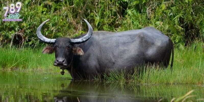 Nằm mơ thấy trâu đánh con gì được xem là dấu hiệu của sự kiên trì-min