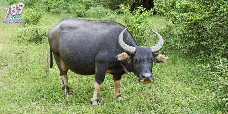 Nằm mơ thấy trâu đánh con gì thường mang lại điềm may mắn lớn-min