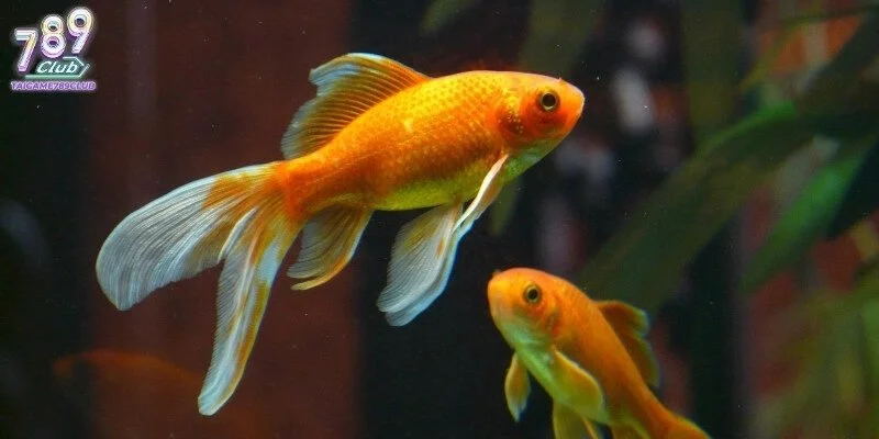 Người chơi nên ghi nhớ nằm mơ thấy cá đánh con gì để áp dụng cược